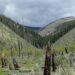 Post-Fire Vegetation Transition