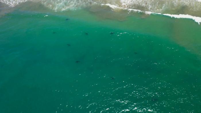 Baby sharks prefer being closer to shore, show scientists