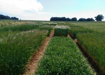 Barley plants fine-tune their root microbial communities through sugary secretions