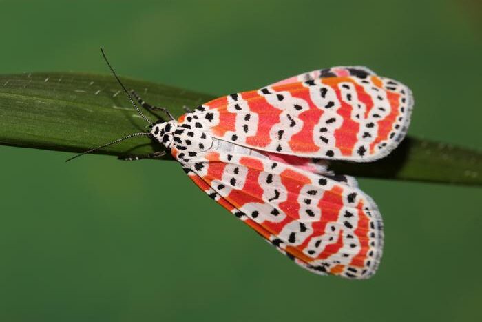 Bella moths use poison to attract mates. Scientists are closer to finding out how