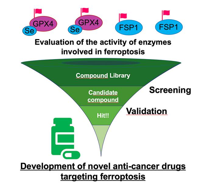 Breakthrough test can evaluate enzyme involved in process associated with cancer cell death