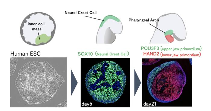 Cells putting on a face