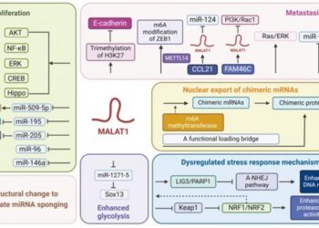 A schematic diagram showing the mechanisms underlying MALAT1-related chemotherapeutic resistance associated with blood cancer