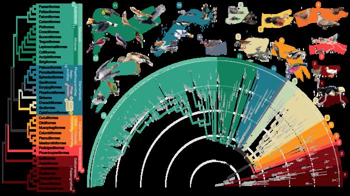 Computational tools fuel reconstruction of new and improved bird family tree