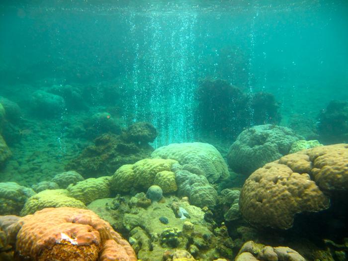 Coral reef microbes point to new way to assess ecosystem health