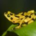 Panamanian golden frog