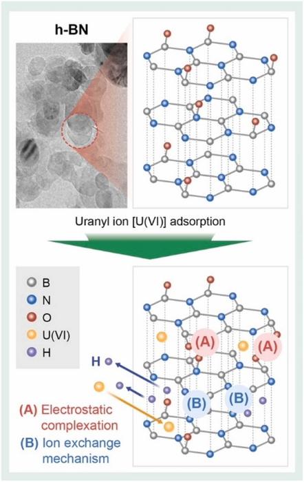 The adsorption mechanism of uranium (VI) by hexagonal boron nitride (h-BN)