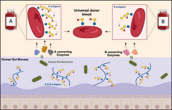 Universal donor blood