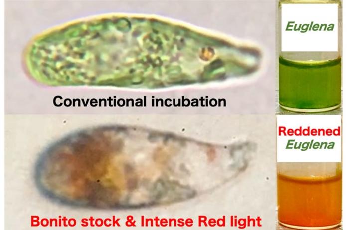 Effect of light intensity on E. gracilis cultured in conventional medium and bonito stock medium