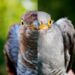 Female adult Common Cuckoos