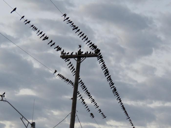 Great-tailed grackles