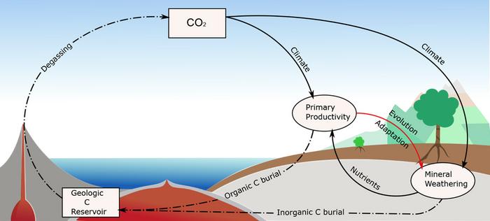 Global carbon cycle