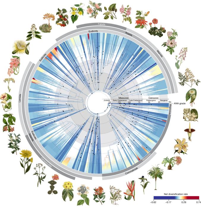 Time-calibrated phylogenetic tree for angiosperms based on Angiosperms353 nuclear gene datasets