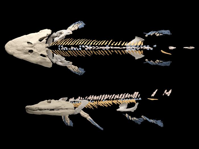 In the evolution of walking, the hip bone connected to the rib bones