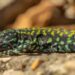 “Incredible Hulk” lizard provides clues to understanding evolution