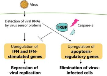 Antiviral immune response regulated by the processing of TRBP