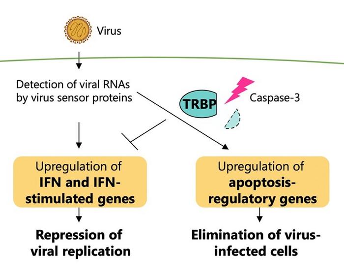 Key protein regulates immune response to viruses in mammal cells