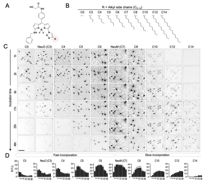 Key to unlocking the secret of degenerative brain disorders found