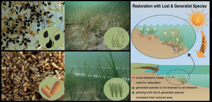 Let widgeongrass be a weed in the seagrass yard — making seagrass restoration more resistant to rising temperatures using generalist grasses