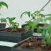 Tomato seedlings