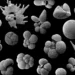 Planktonic foraminifera