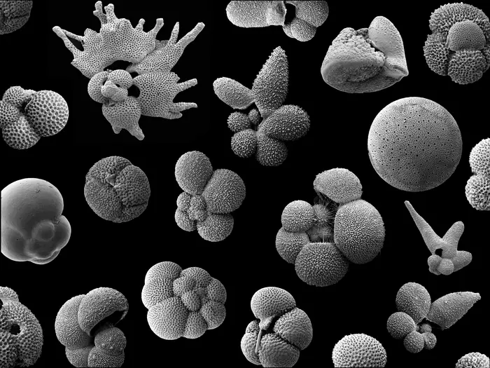 Marine plankton communities changed long before extinctions