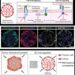 Mechanical constraints guide spatial pattern of glioblastoma cancer stem cells