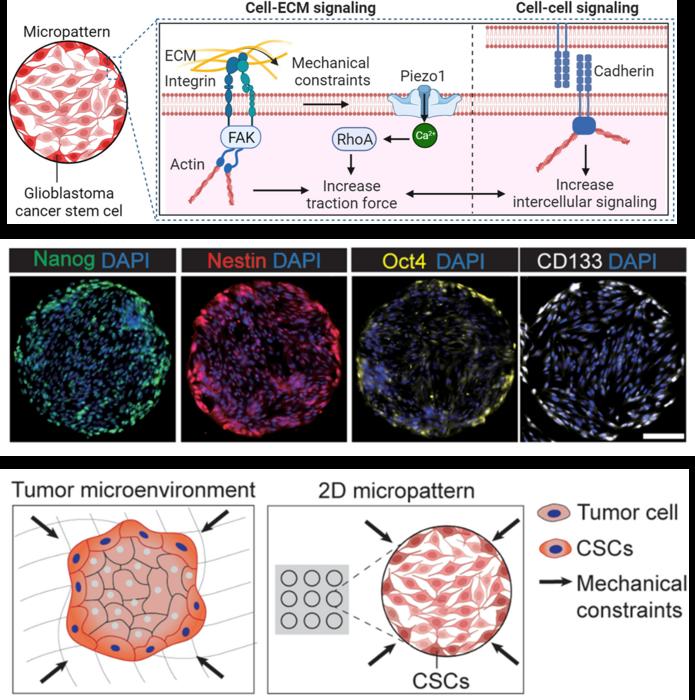 Mechanical constraints guide spatial pattern of glioblastoma cancer stem cells