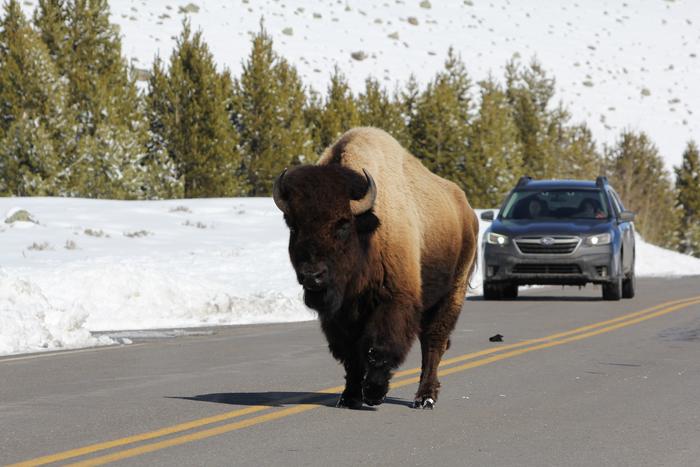 Bison road crossing