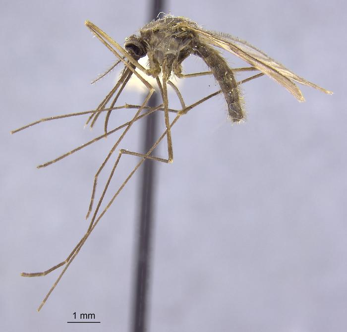 Mosquito detectives track malaria’s history