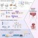 graphical abstract-abnormal tissue tunnels in Crohn's disease