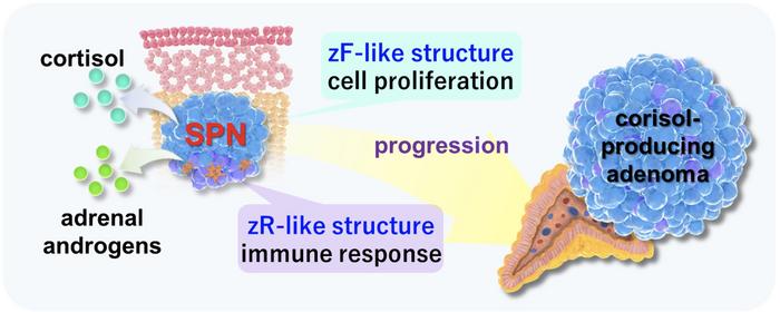 Graphical abstract of the study