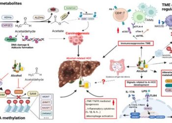 The proposed mechanisms, tumor microenvironment and regulators for A-HCC.