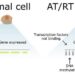 DNA methylation