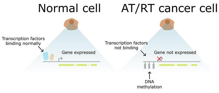 DNA methylation