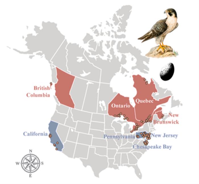 Peregrine falcons expose lasting harms of flame retardant use