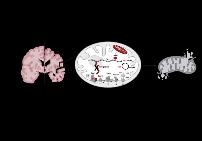 RNA modification is responsible for the disruption of mitochondrial protein synthesis in Alzheimer’s disease