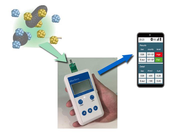 Rapid, simultaneous detection of multiple bacteria achieved with handheld sensor