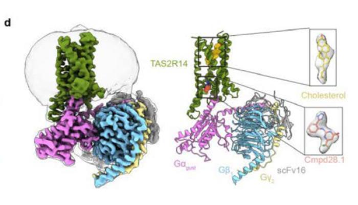 CryoEm of TTAS2R14-Ggust-scFv16