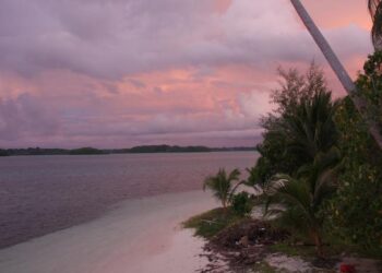 Convergent evolution in the Solomon Islands