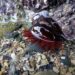 Sea anemone in rockpool