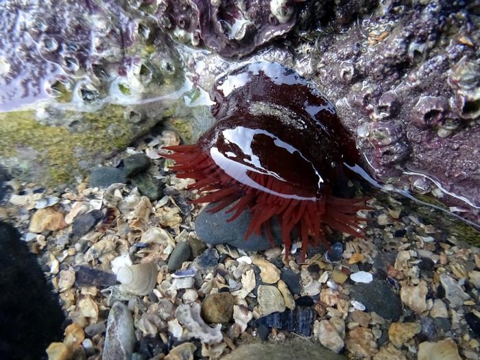 Shy sea anemones are more likely to survive heatwaves