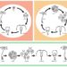 How Small Changes Make a Big Difference in Life Cycle Diagrams