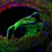 Left anterior descending coronary artery with atherosclerotic lesion immunofluorescently stained for alpha-smooth muscle cell (green), collagen-I (red) and nuclei (blue) in an animal model.