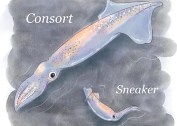 Consort and sneaker squid