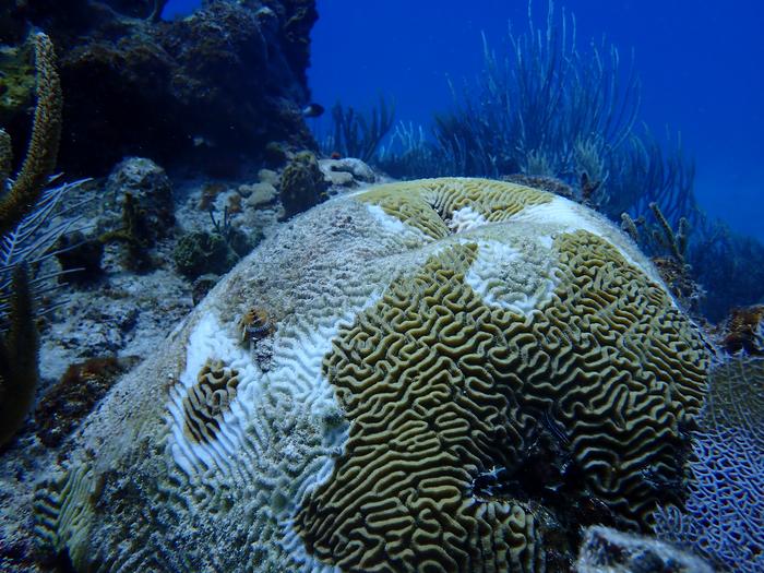 Study: eDNA methods give a real-time look at coral reef health