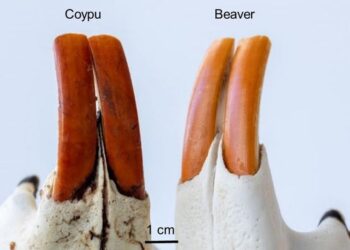 Study finds iron-rich enamel protects, but doesn’t color, rodents’ orange-brown incisors