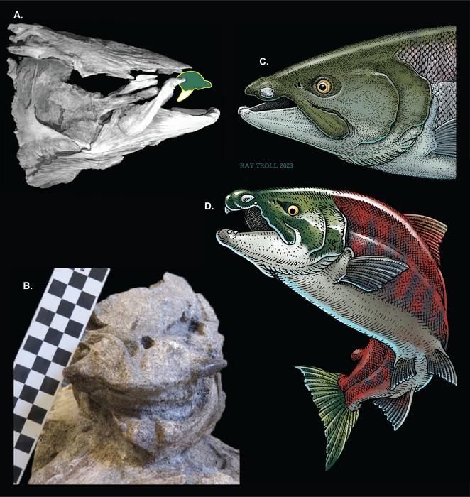 From sabers to spikes: A newfangled reconstruction of the ancient, giant, sexually dimorphic Pacific salmon, †Oncorhynchus rastrosus (SALMONINAE: SALMONINI)