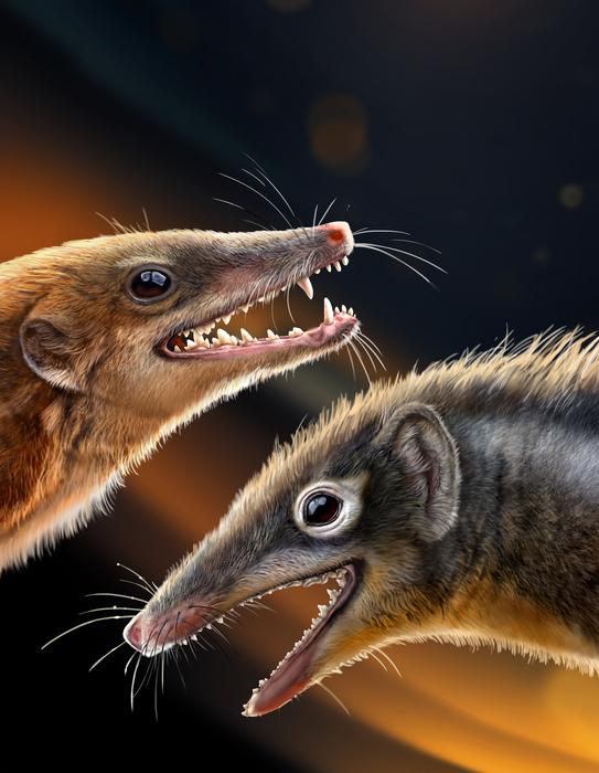 Two newly described fossils help solve early mammal mysteries