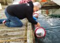 Releasing tagged coho salmon